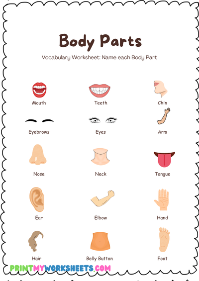 Learn Body Parts Science Worksheet